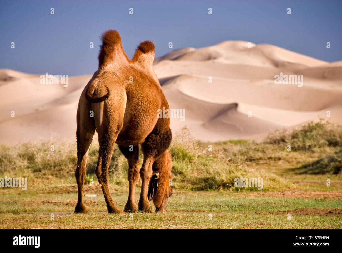 Camel eating grass, Gobi desert, Mongolia Stock Photo