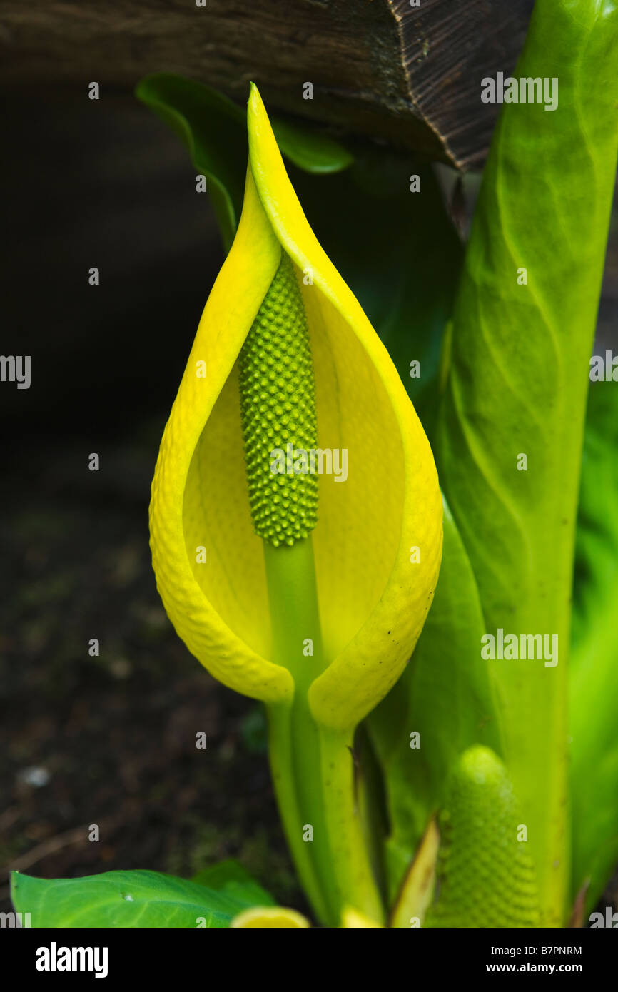 Close up of a Yellow Western Skunk Cabbage Stock Photo - Alamy