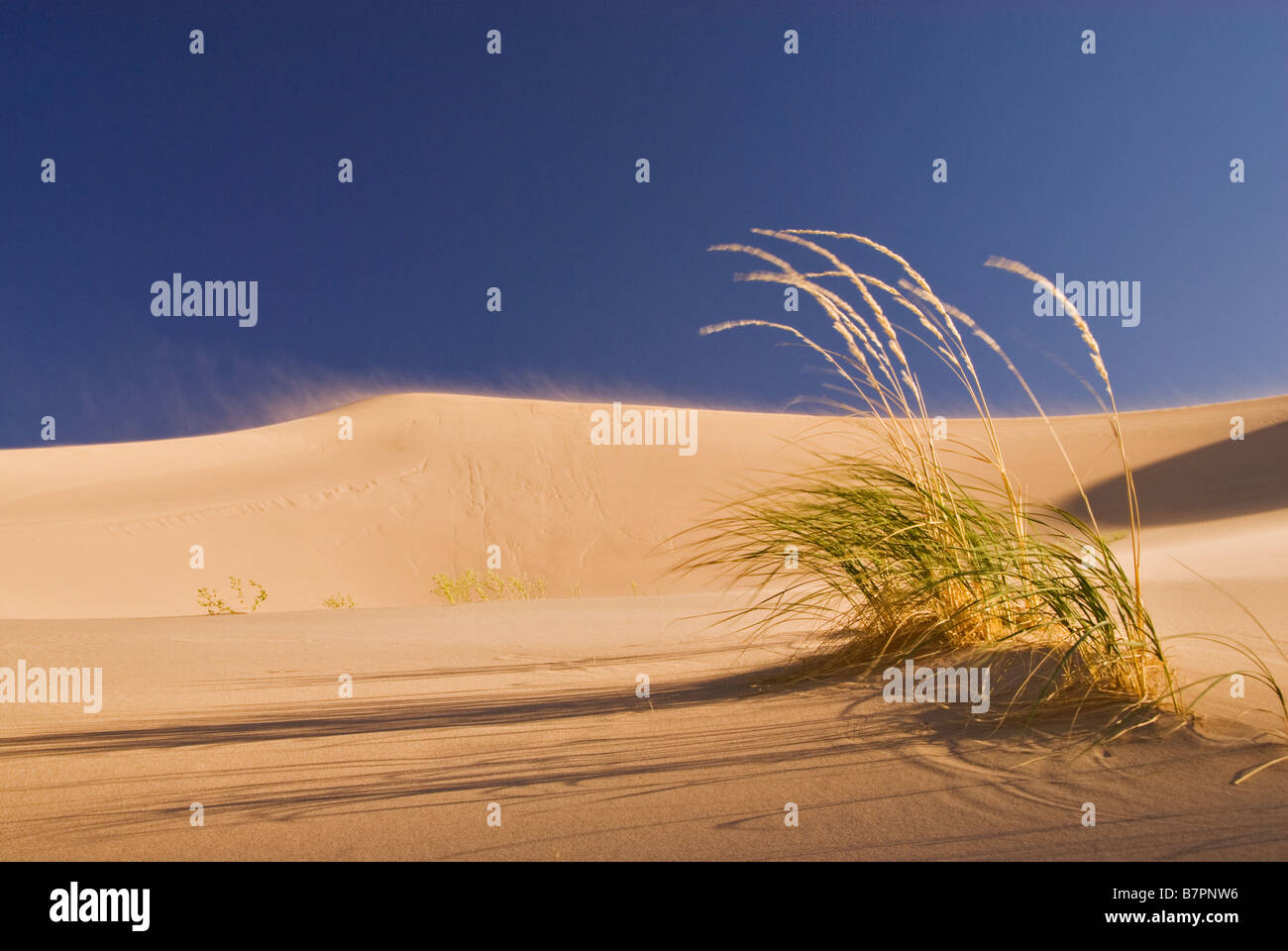 Landscape of the Khongoryn Els dunes, Gobi desert, Mongolia. Stock Photo