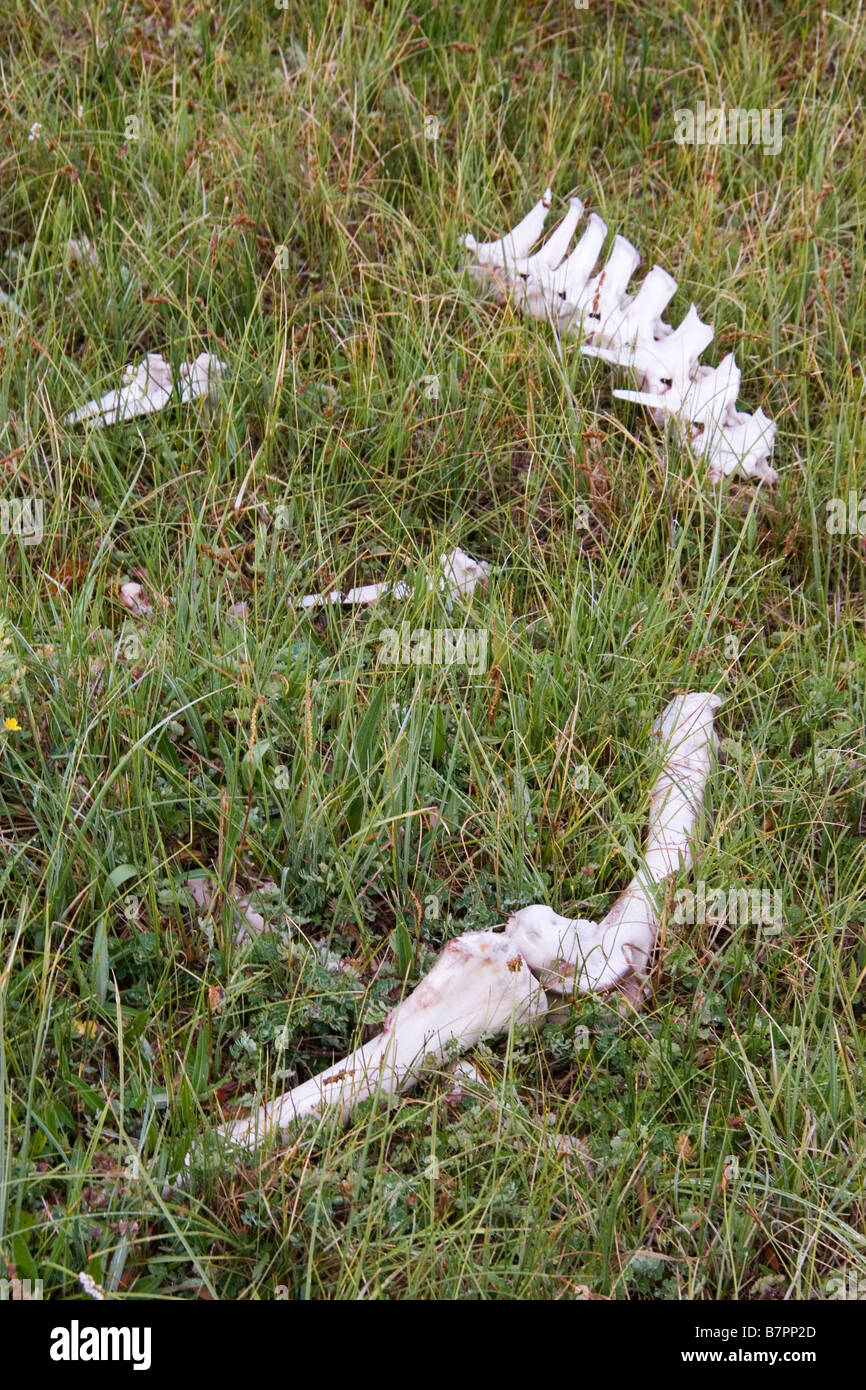 The skeletal remains of an animal near Green River Lakes in the Wind River Range Wyoming Stock Photo