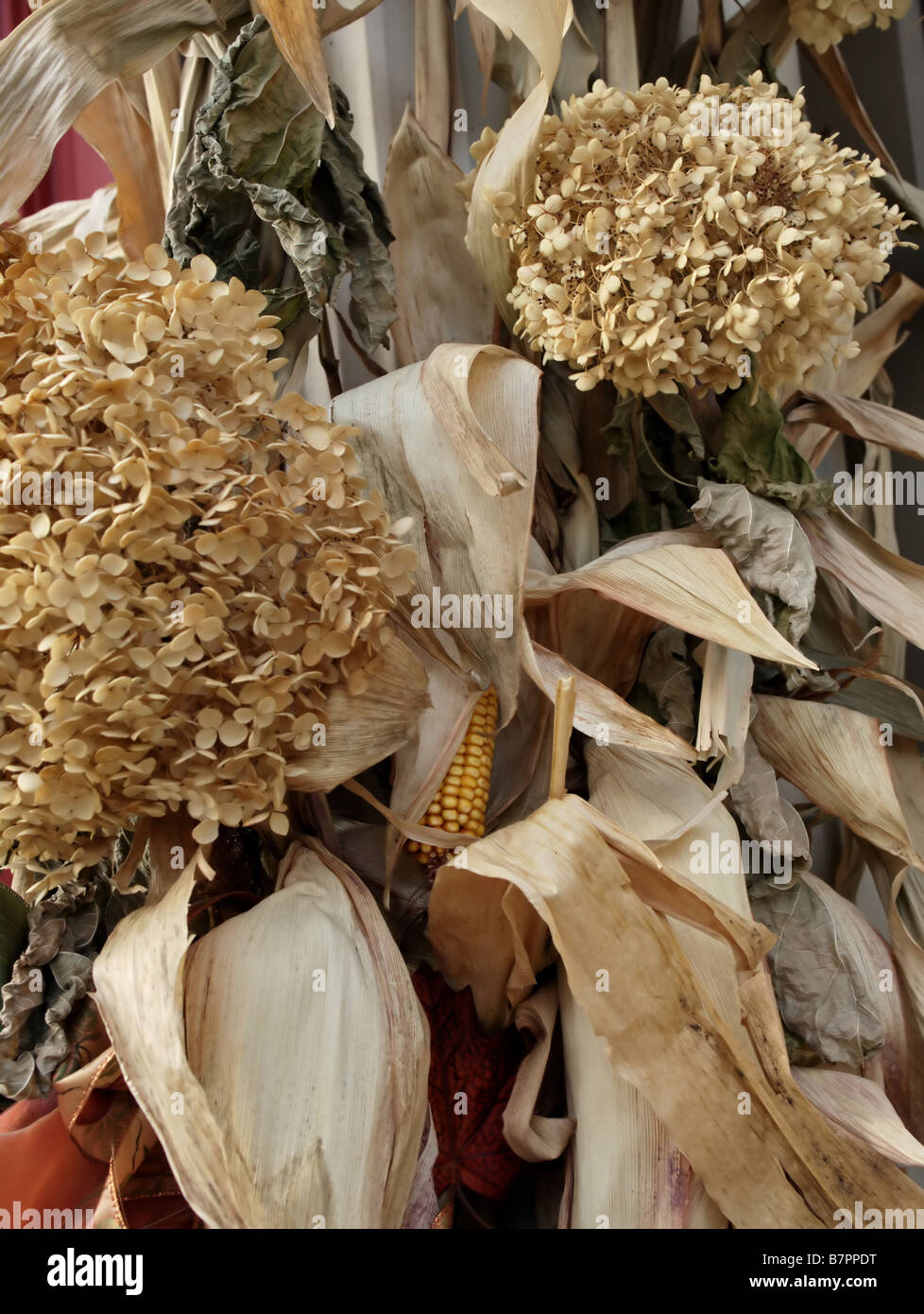 Fall Arrangement Of Dried Hydrangea Flowers And Dried Corn Stalks Stock Photo Alamy
