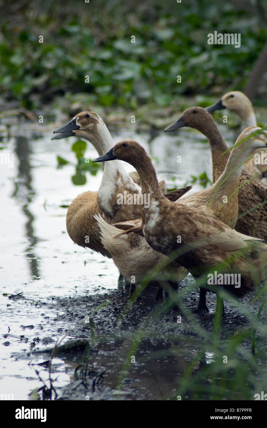 Duck farms are one of the main businesses around Lake Tondano, Sulawesi Stock Photo
