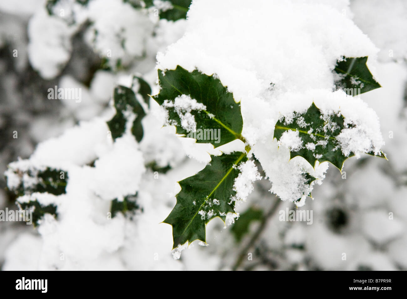 Holly bush covered in snow hires stock photography and images Alamy
