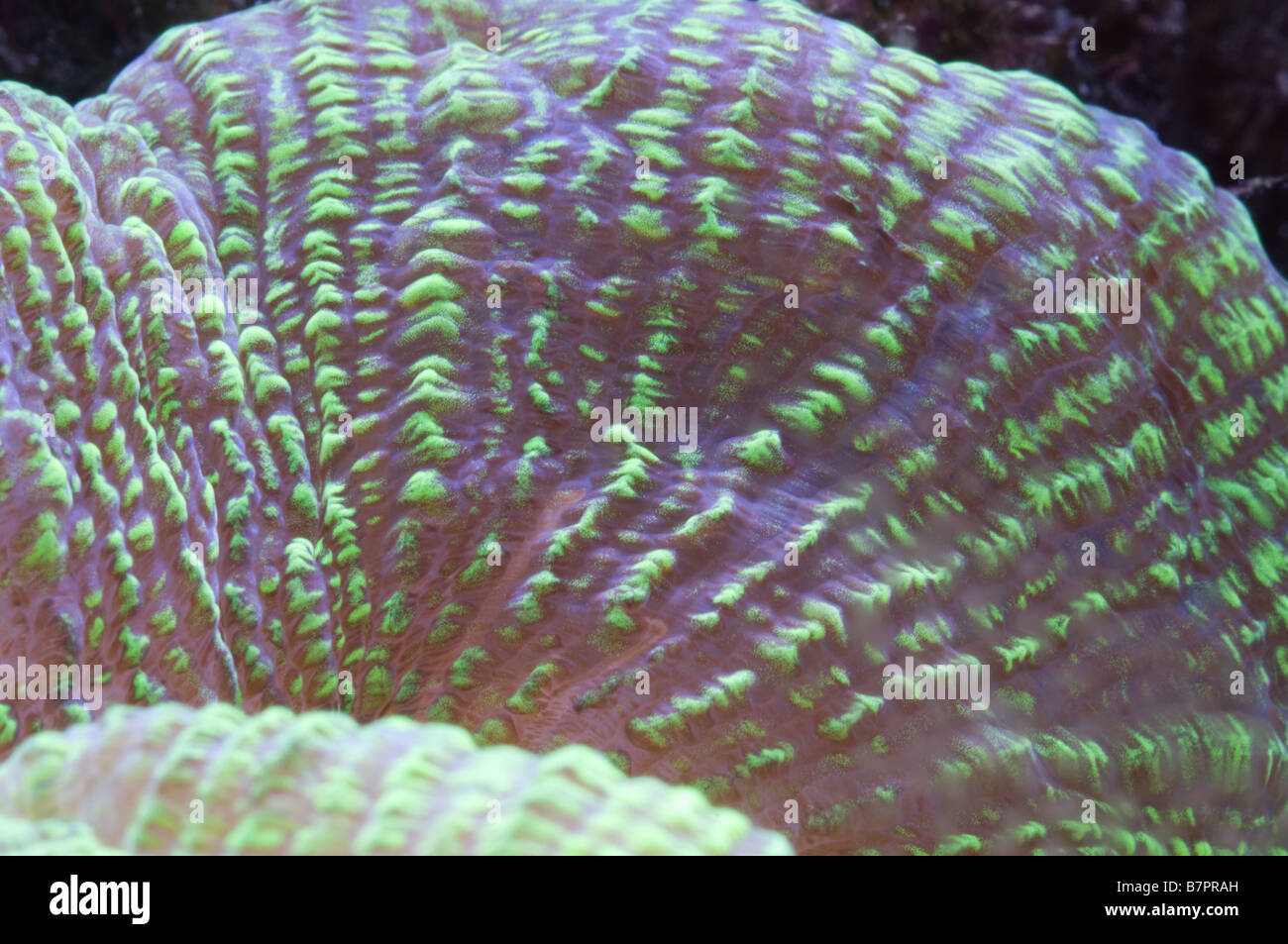 Open Brain Coral Metallic Green Stock Photo