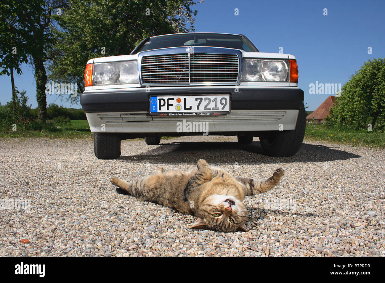 Page 55 - Hit by auto High Resolution Stock Photography and Images - Alamy