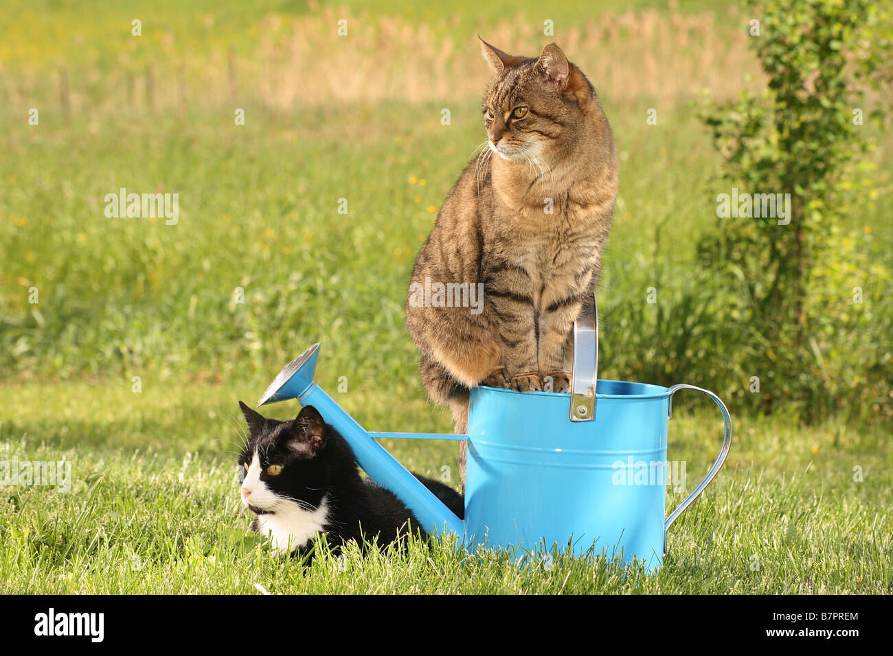 A closer look at Can Cats Get Used To Water