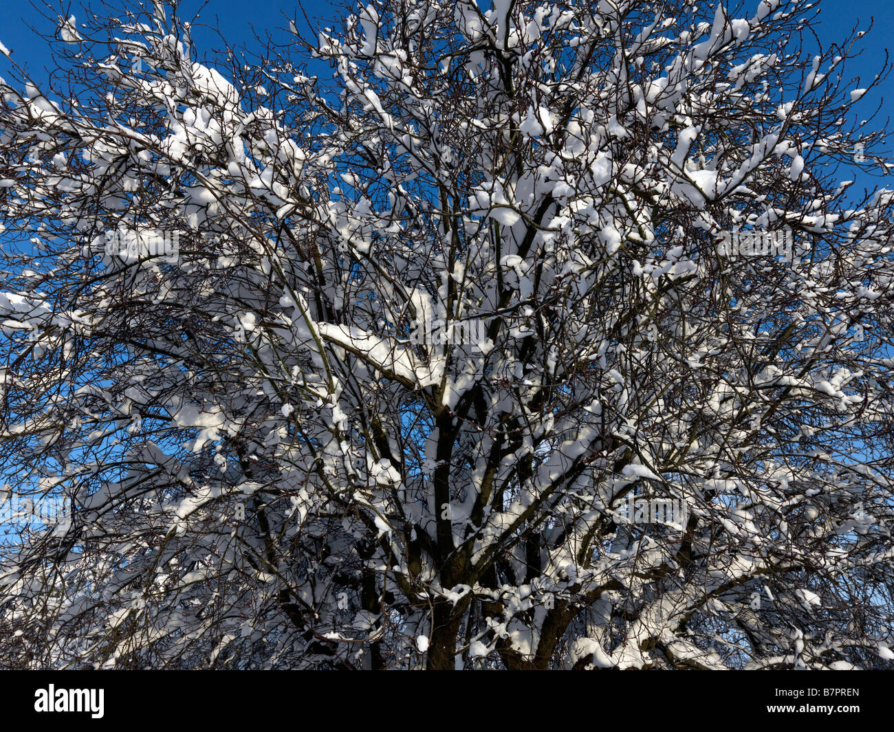 Wild Cherry Tree Stock Photos & Wild Cherry Tree Stock Images - Alamy