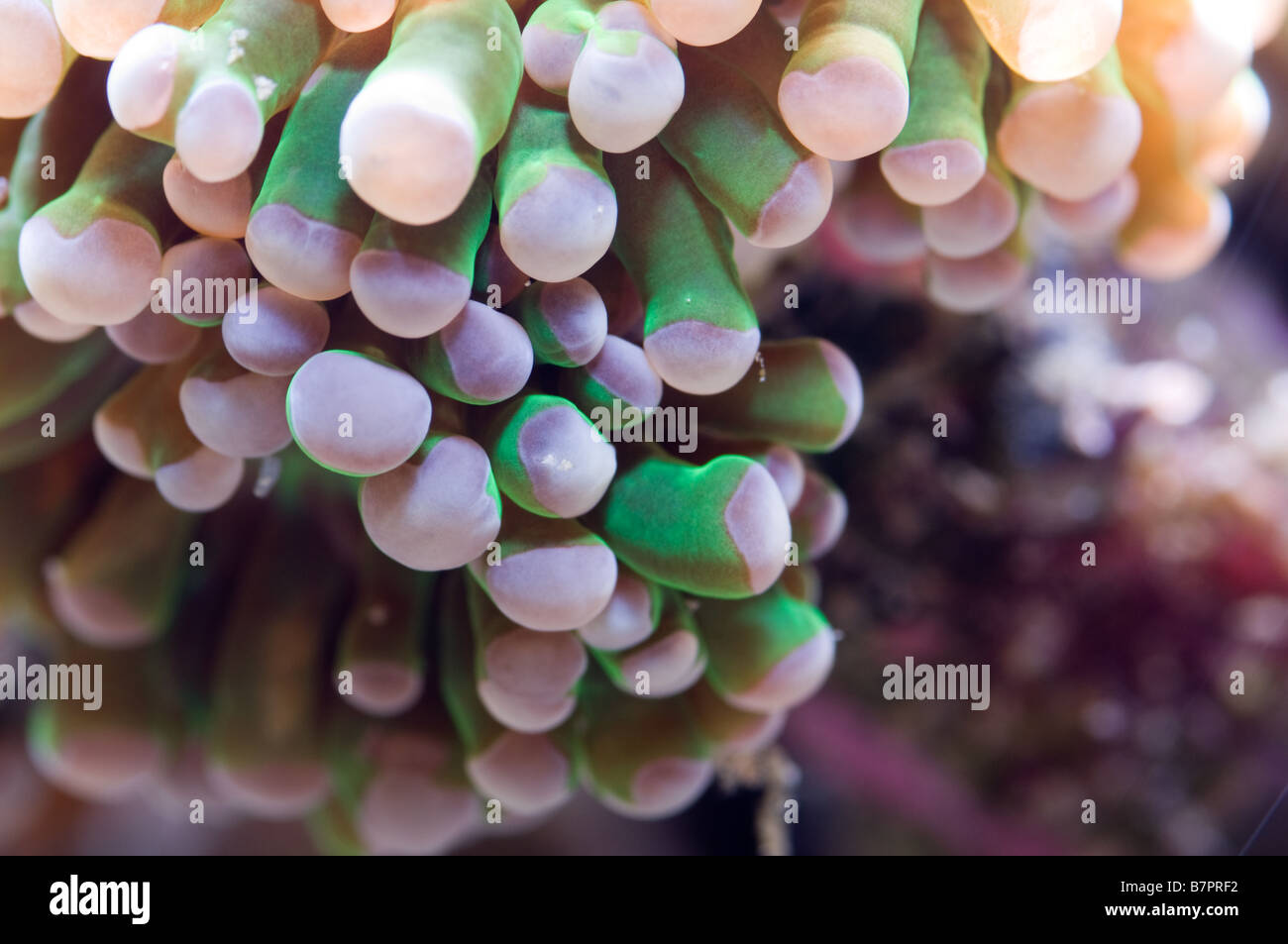 Metallic Green Torch Coral Stock Photo