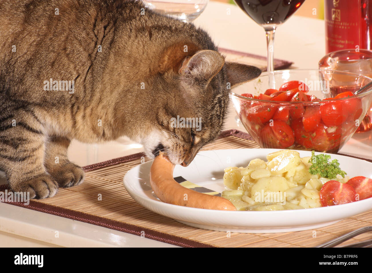 cat eating at table