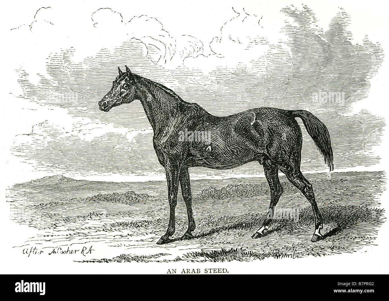 horse Equus ferus caballus hoofed ungulate mammal Equidae Stock Photo