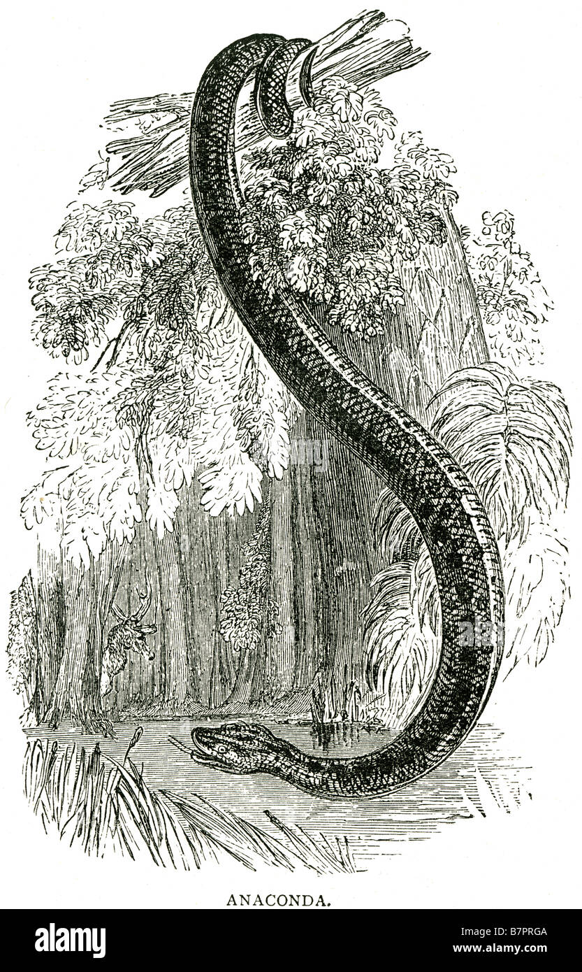 Featured image of post Realistic Anaconda Sketch We found for you 15 pictures from the collection of anaconda coloring sketch