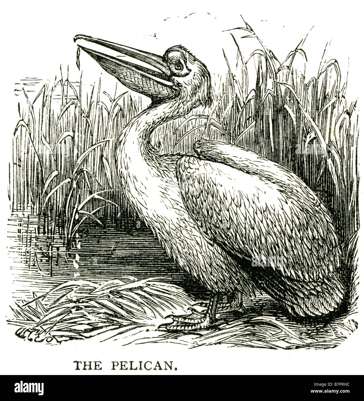 Pelican Pelecanidae Pelecaniformes bird river bank reads water Wildlife nature animal wild Outdoor Stock Photo