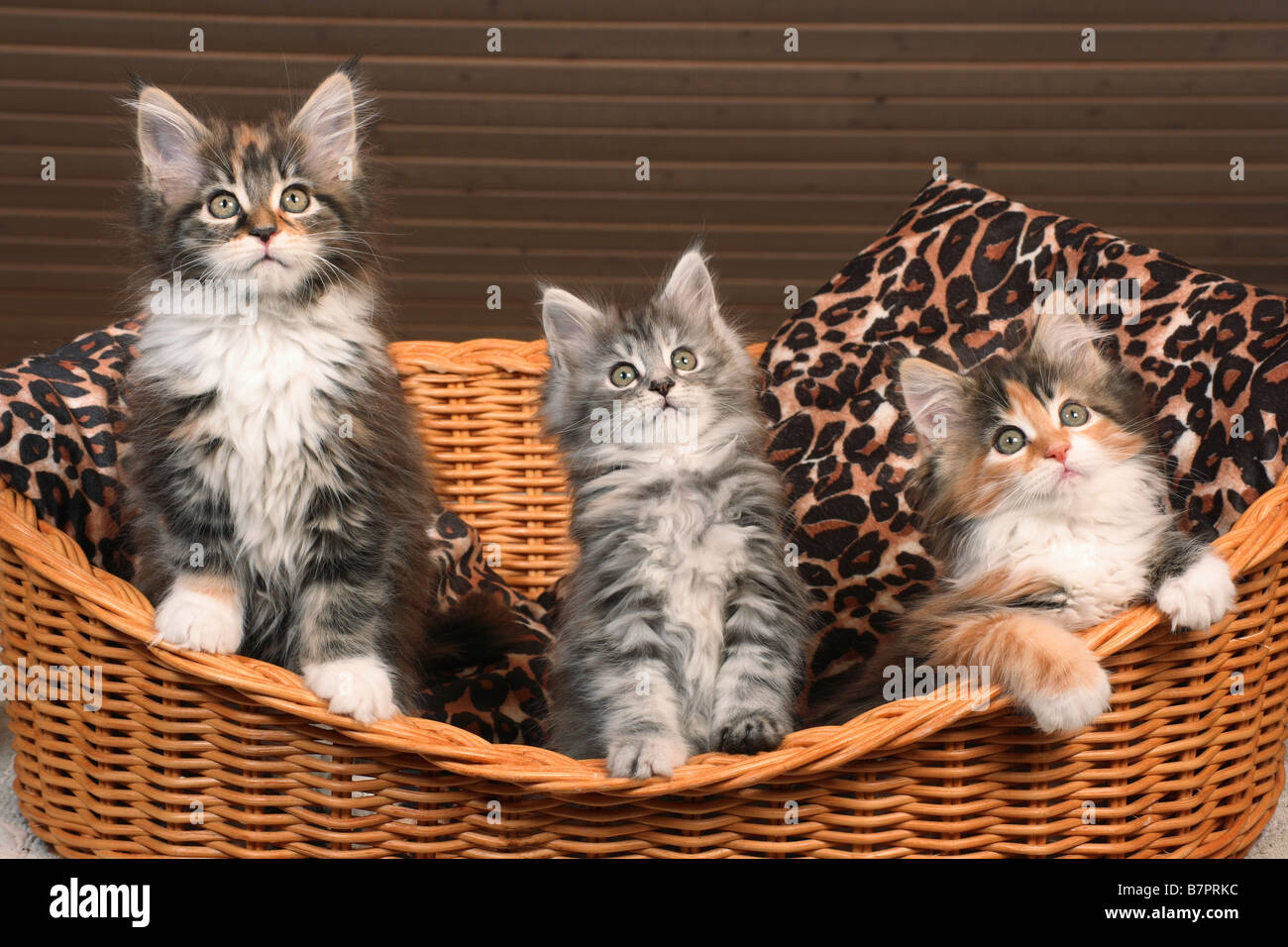 three maine coon kitten sitting in basket Stock Photo Alamy