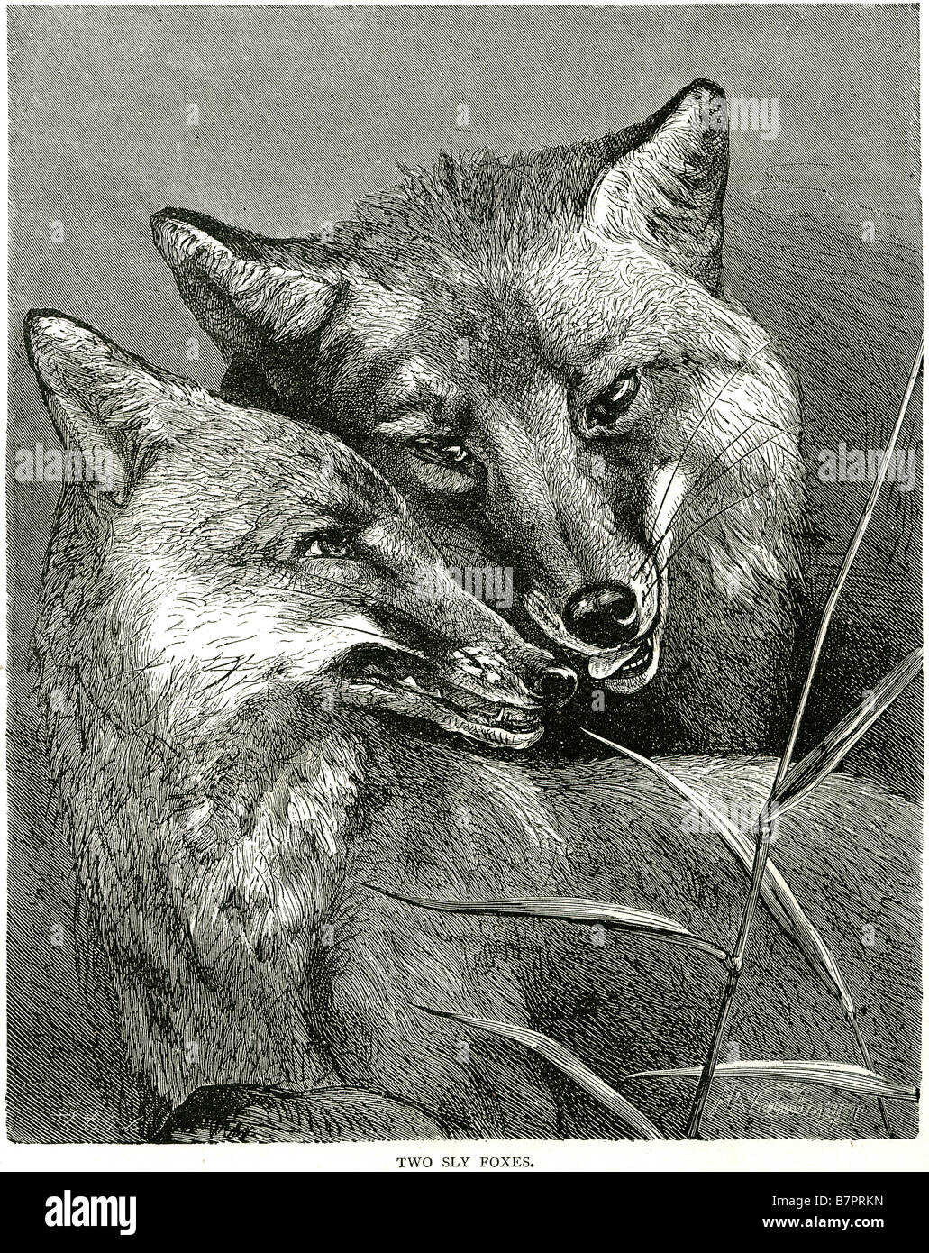 two sly fox foxes male female Wildlife nature animal wild Outdoor A fox is an animal belonging to any one of about 27 species (o Stock Photo