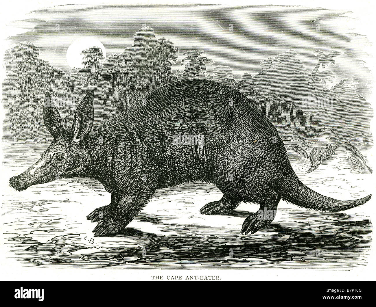 Antbear hi-res stock photography and images - Alamy