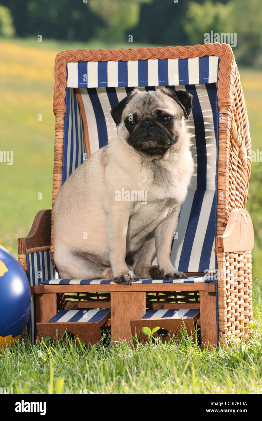 Pug Sitting In Beach Chair Stock Photo 22014842 Alamy