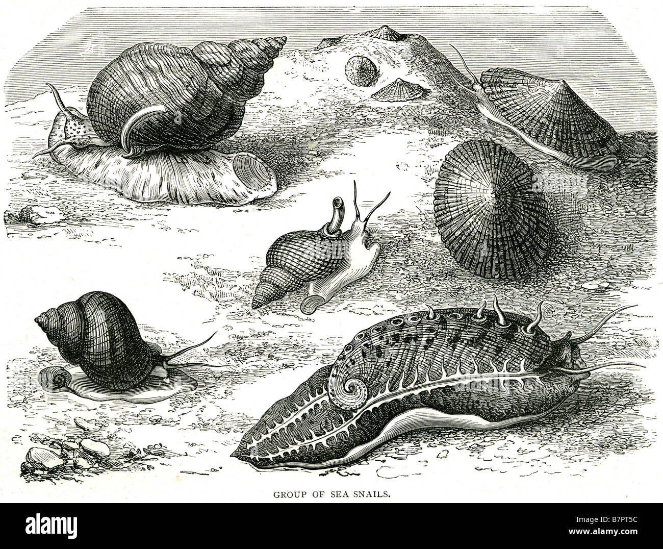 Group sea snails Gasteropoda phylum Mollusca aquatic shell bed water sand slug Stock Photo