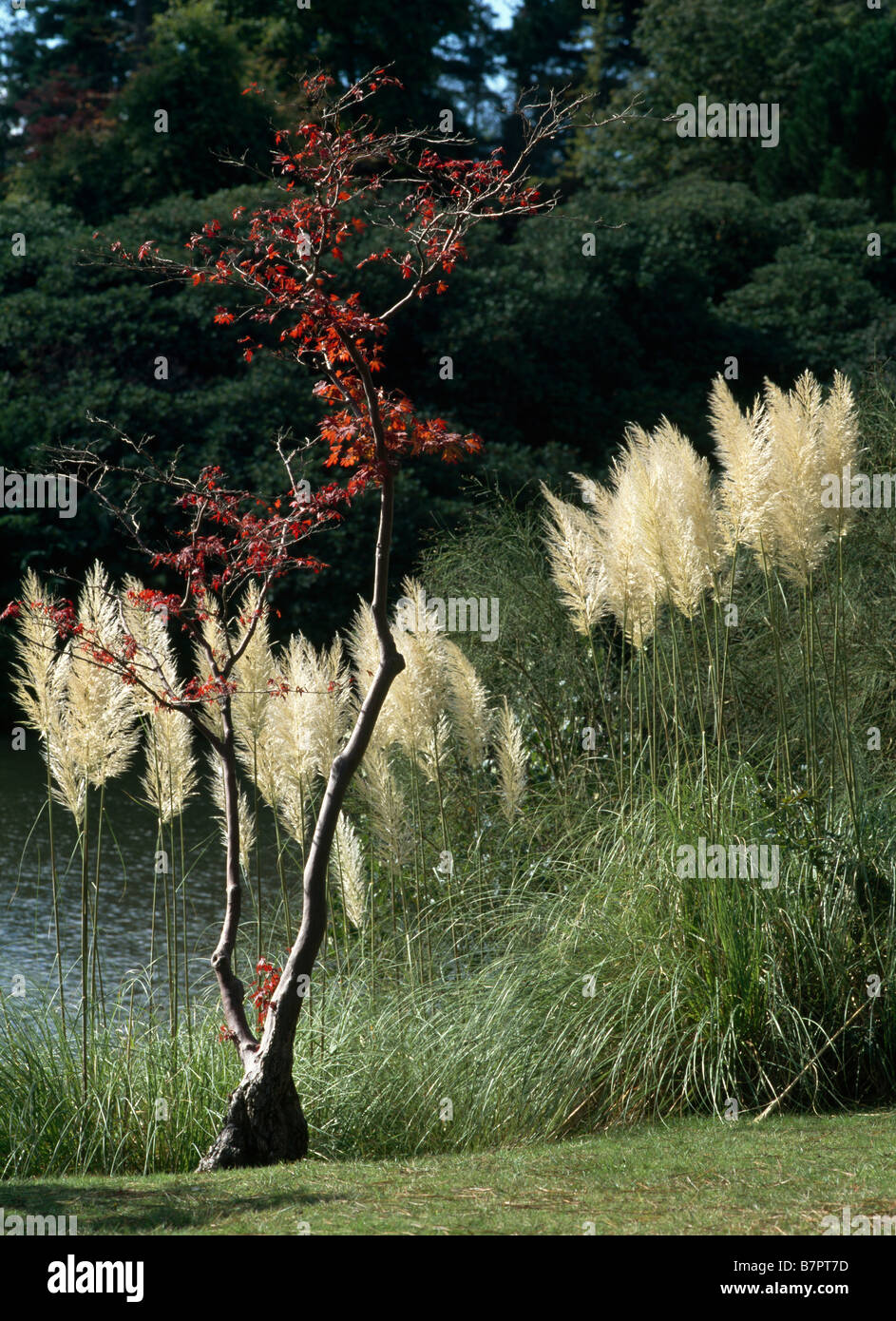 Sheffield Park, Uferbepflanzung am Middle Lake Stock Photo