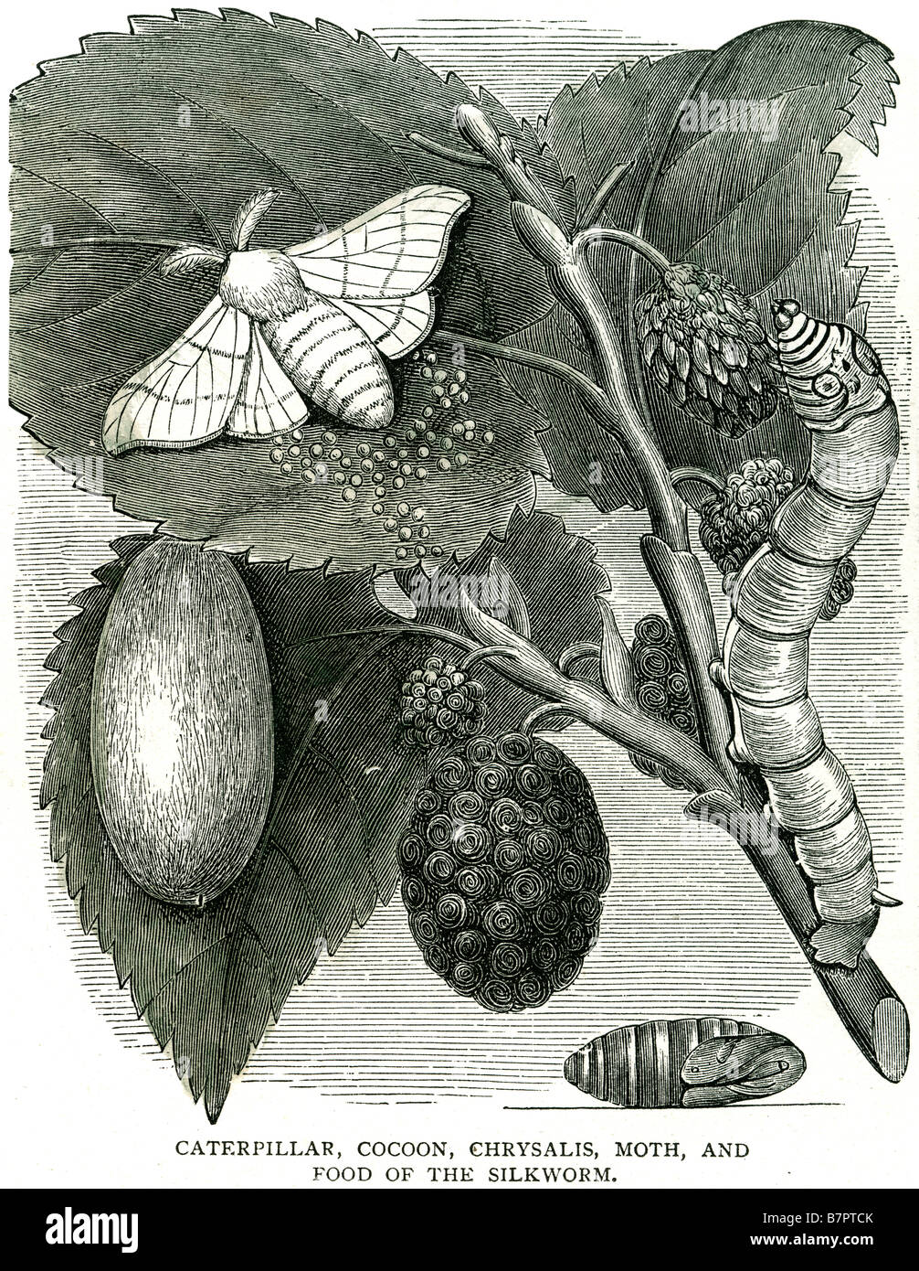 Caterpillar cocoon chrysalis moth food silkworm Caterpillars are the