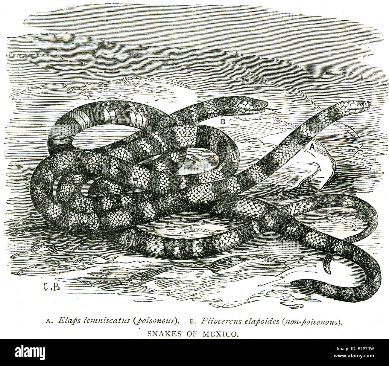 snakes of mexico elaps lemniscatus poisonous pliocercus elapoides non poisonous Stock Photo