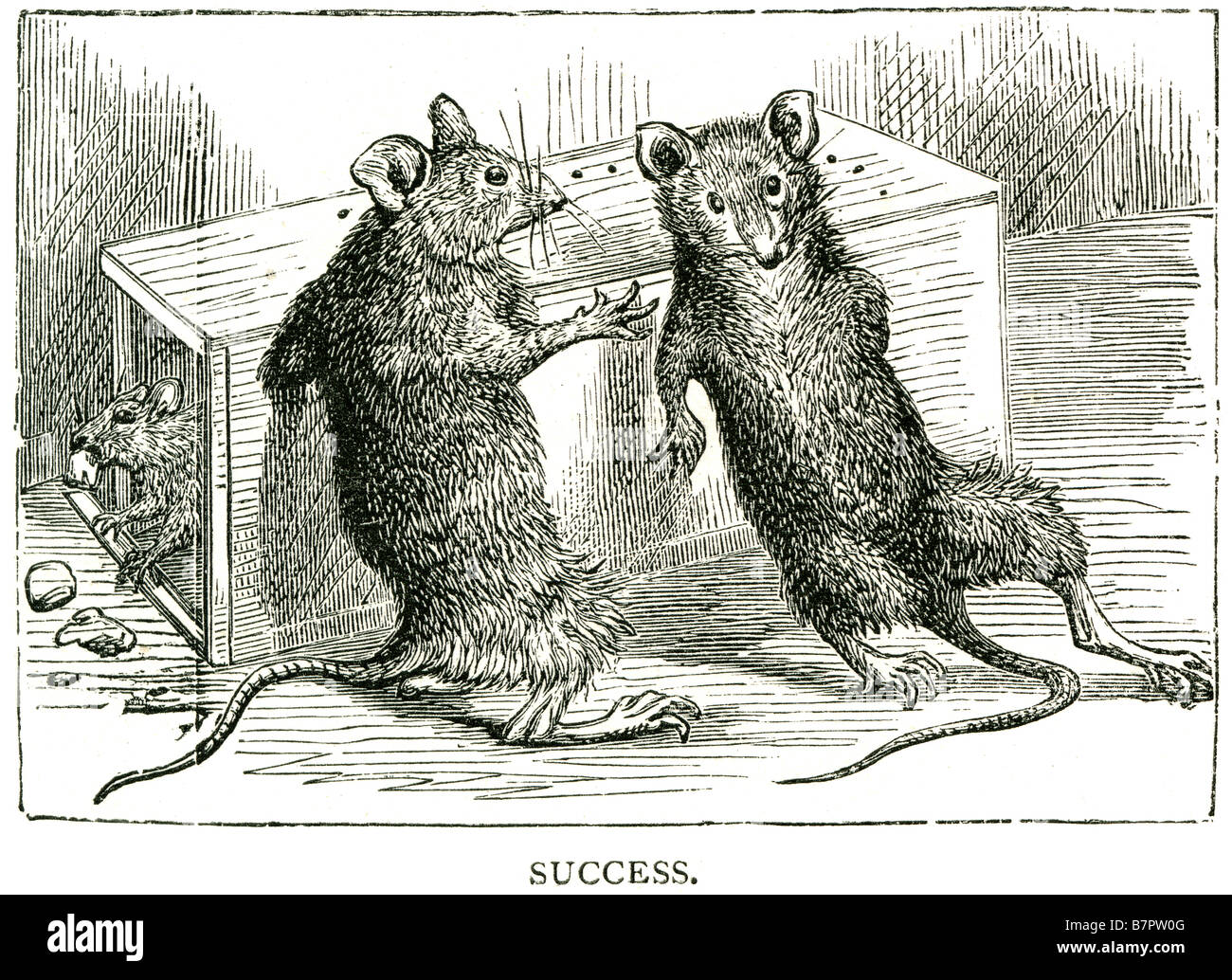 success feasting triumph rat mouse eating trap inside pest vermin house