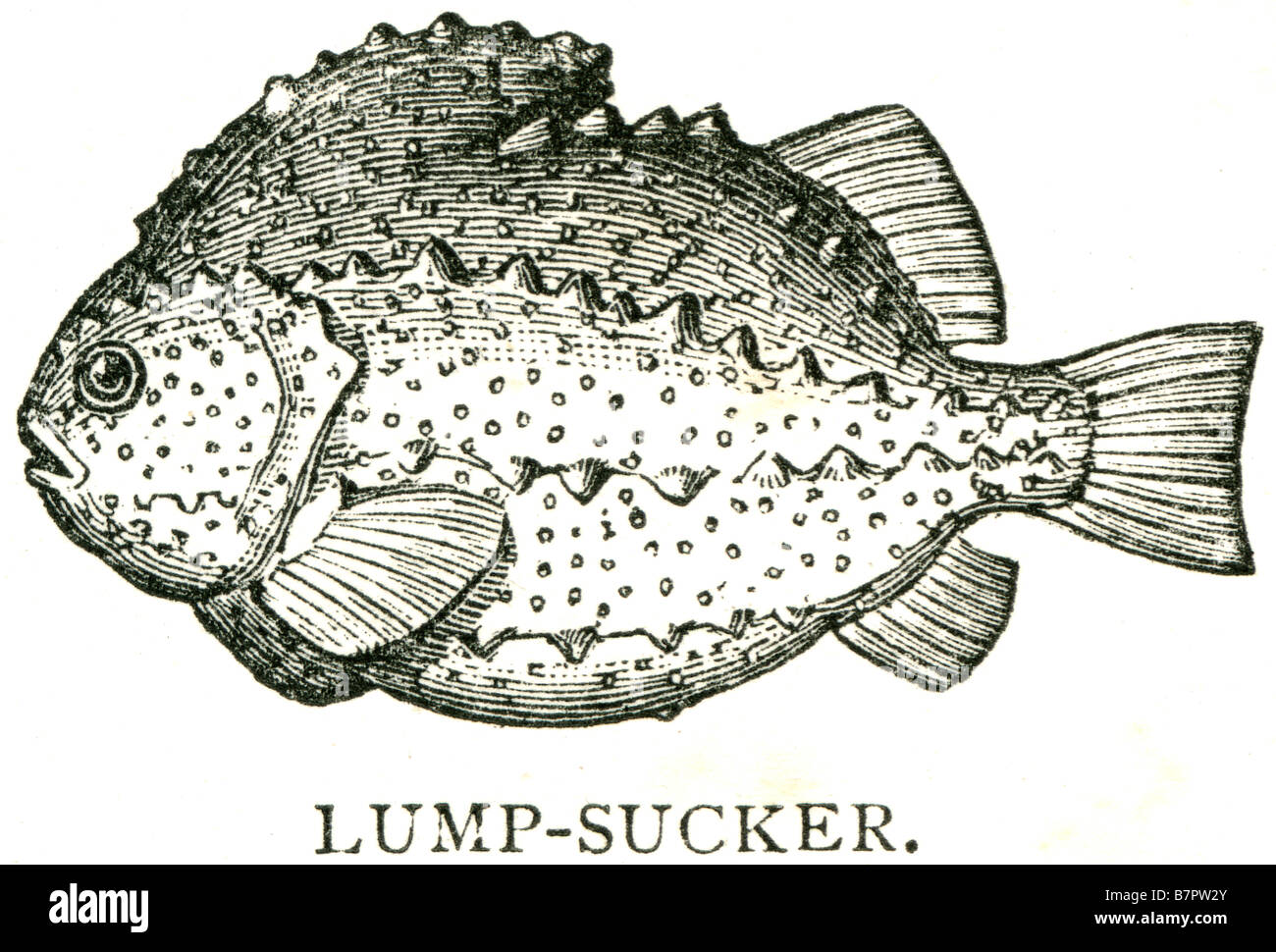lump sucker Lumpsuckers or lumpfish are mostly small scorpaeniform marine fish of the family Cyclopteridae. They are found in th Stock Photo