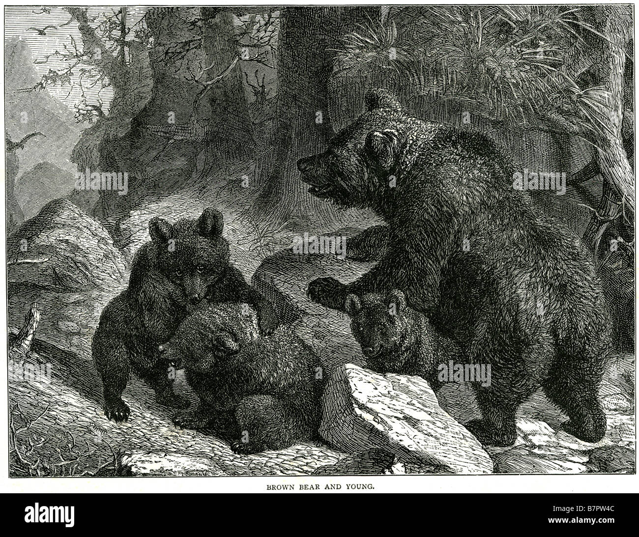 brown bear and young The Brown Bear (Ursus arctos) is a large bear