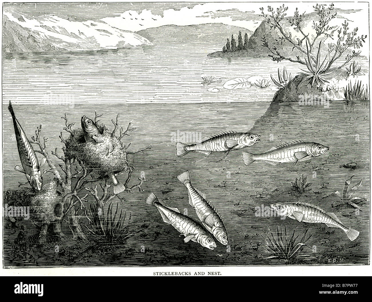 Family picture 19th century Cut Out Stock Images & Pictures - Alamy