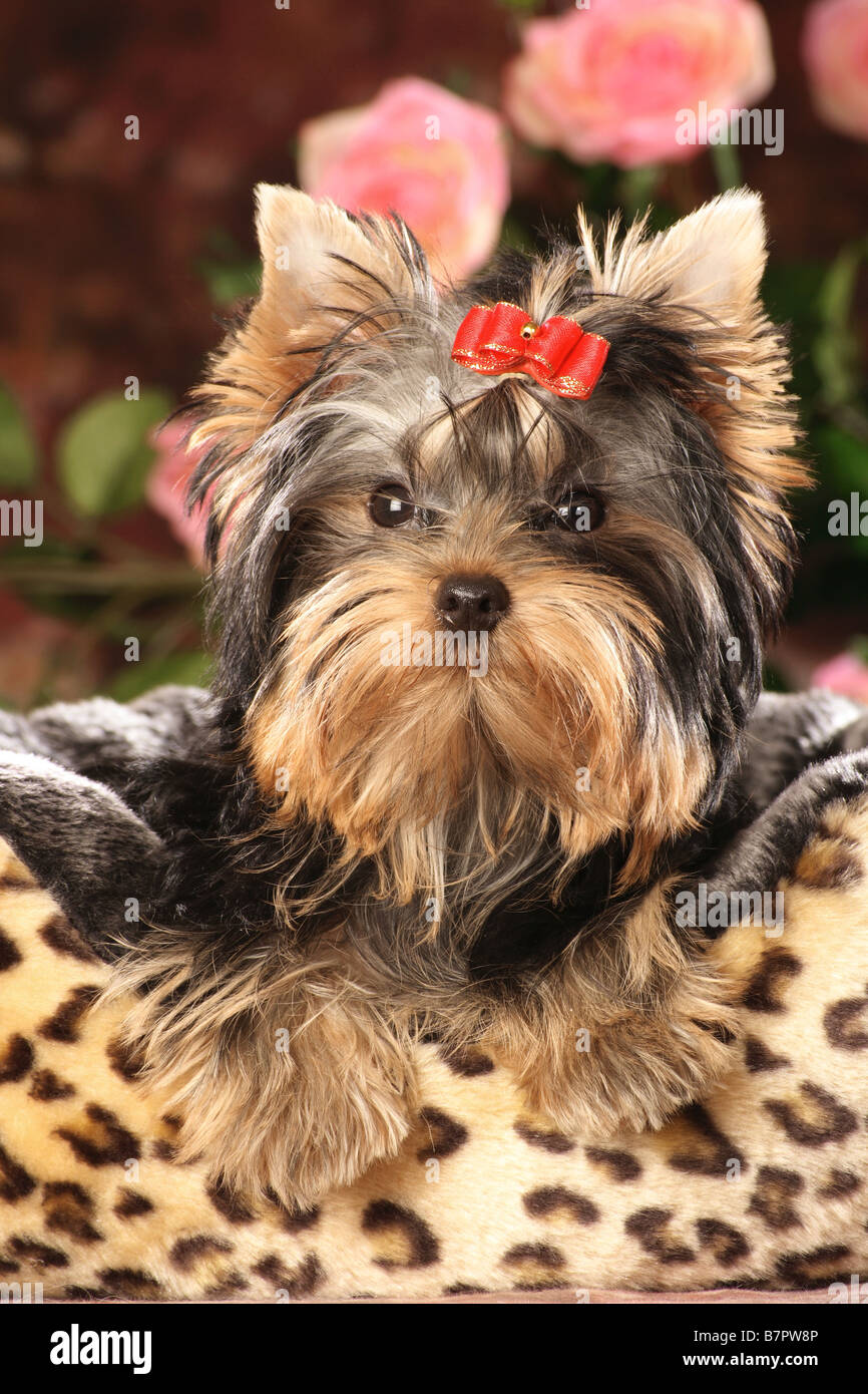 yorkshire terrier puppy - lying on blanket Stock Photo