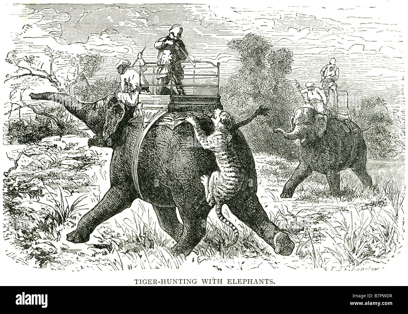 Tiger hunting with elephants hi-res stock photography and images - Alamy