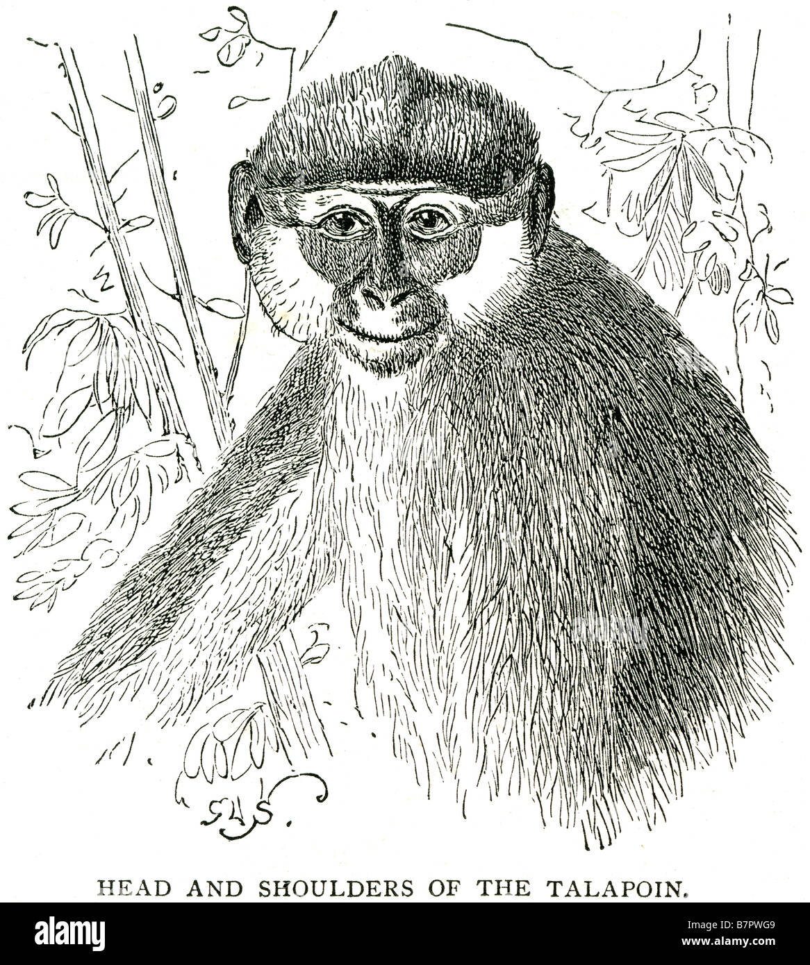 Talapoins are the two species of Old World monkeys classified in genus Miopithecus. They live in central Africa and their range Stock Photo