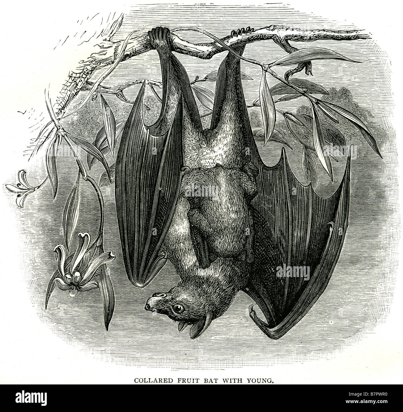 The Little Collared Fruit Bat (Myonycteris torquata) is a species of