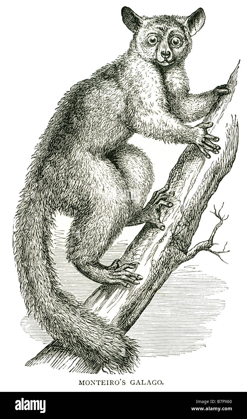 The Silvery Greater Galago (Otolemur monteiri) is a nocturnal primate from the galago family. It is usually found in Brachystegi Stock Photo