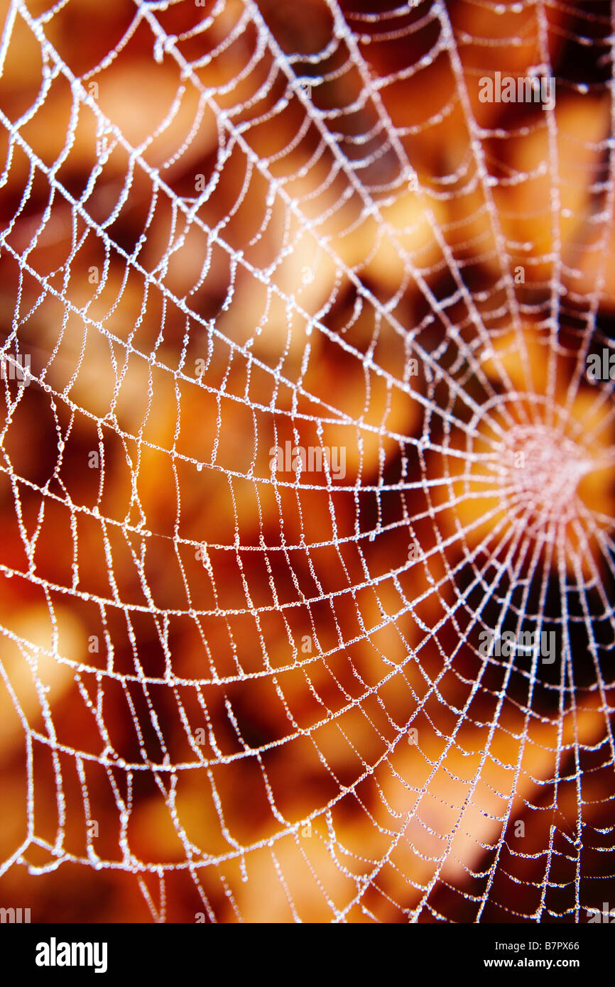 Spiders web with dew against autumn leaves Stock Photo