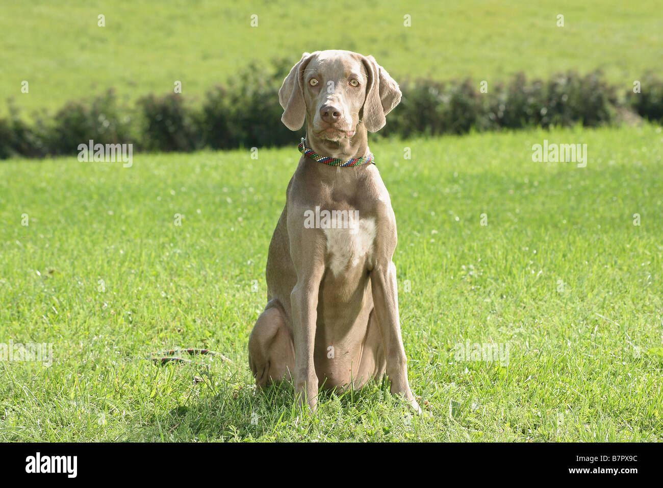 Weimaraner - sitting on meadow Stock Photo - Alamy