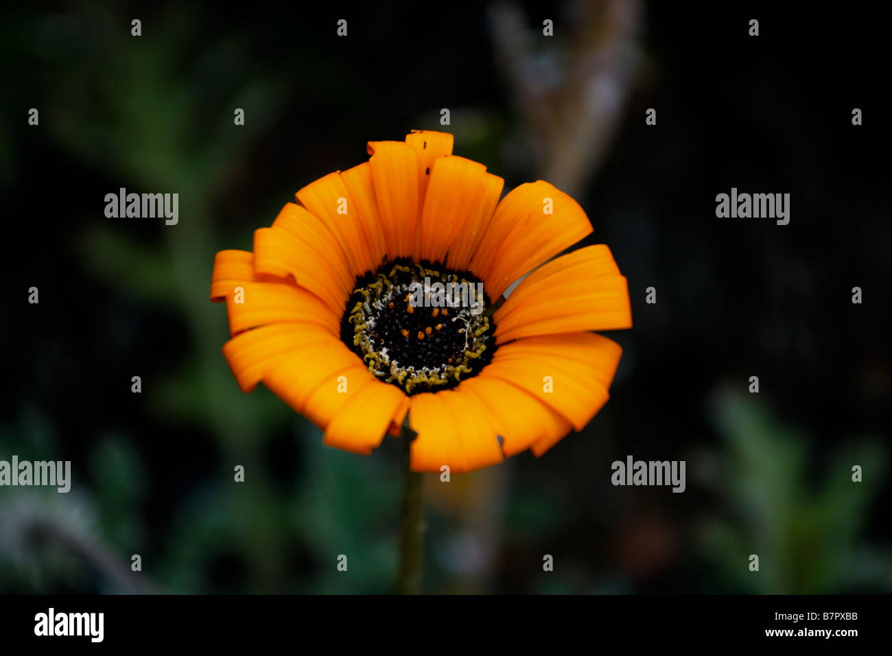 India flower pollination hi-res stock photography and images - Alamy