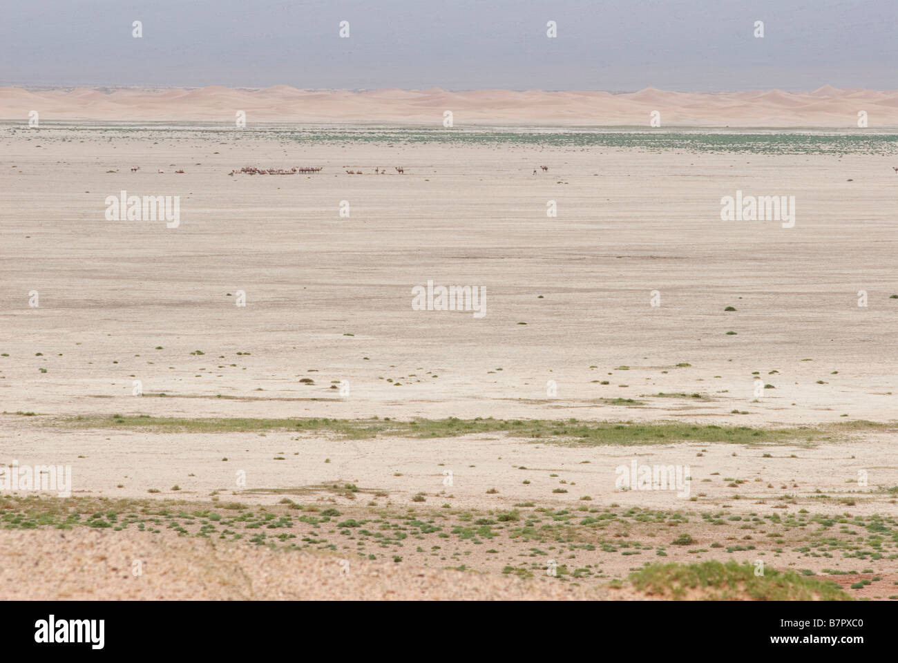 Bactrian camels in Gobi Desert Stock Photo