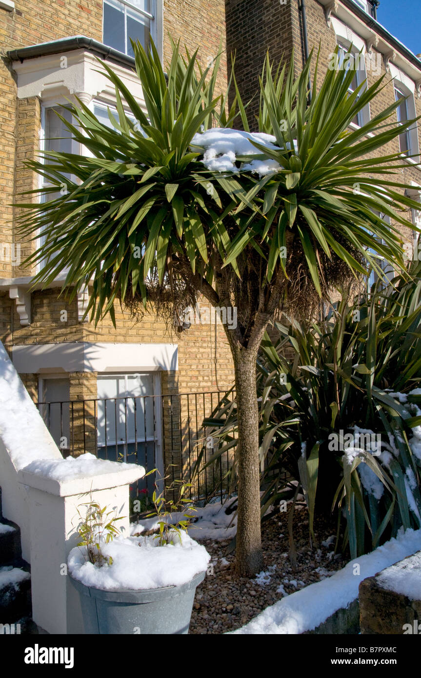 UK.Tropical plants covered in snow.Hackney,London Photo Julio Etchart Stock Photo Alamy
