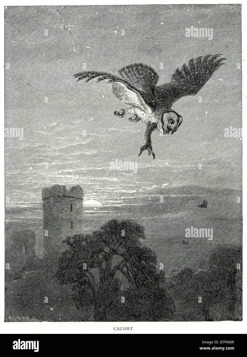 caught owl sky bird flying sunset sunrise castle trees outside prey stoat weasel summer dawn forest tower ruin bat clouds night Stock Photo