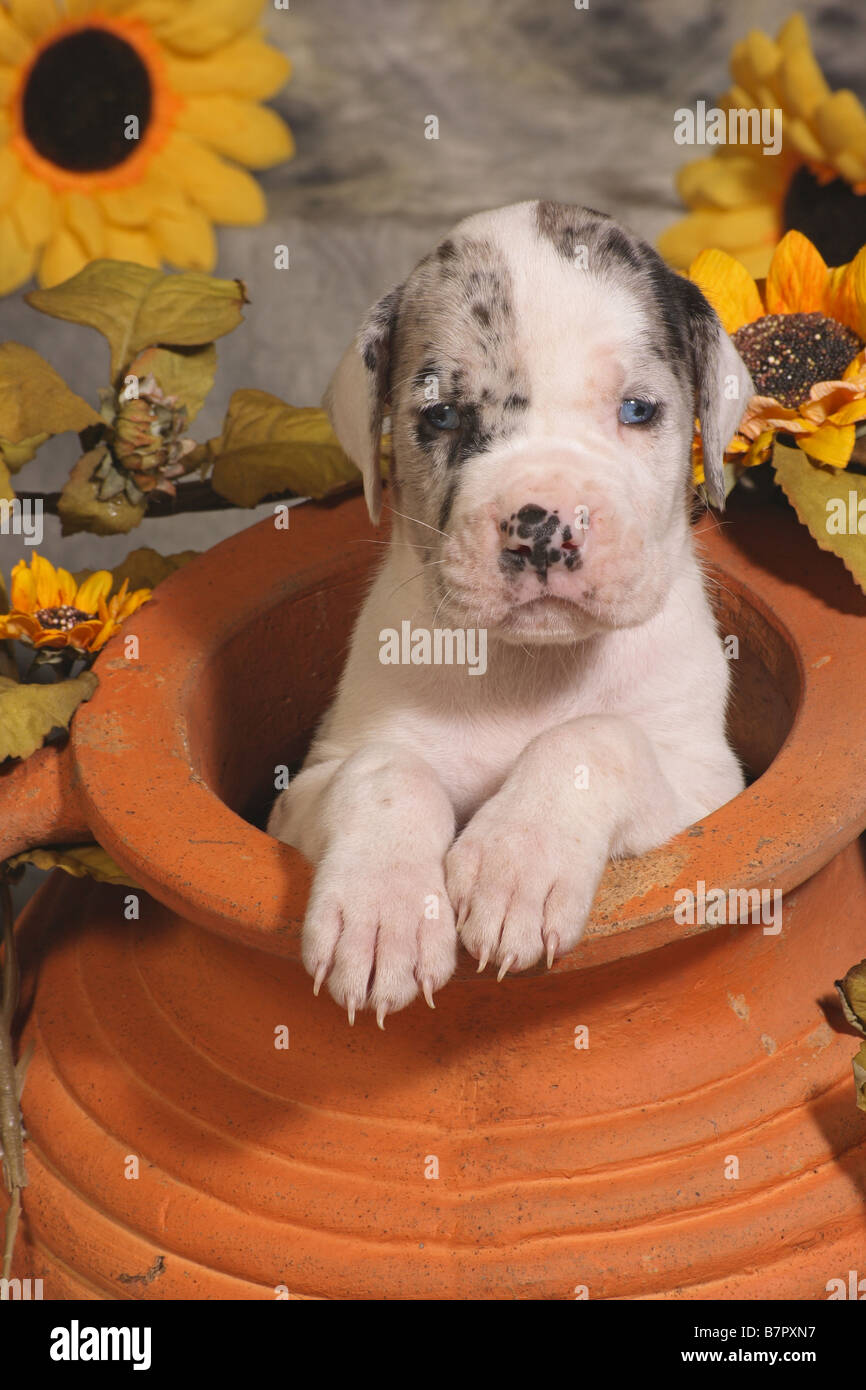 Great dane - puppy in clay pot Stock Photo