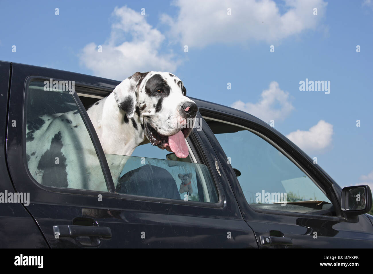 Great Dane looking out of car window Stock Photo Alamy