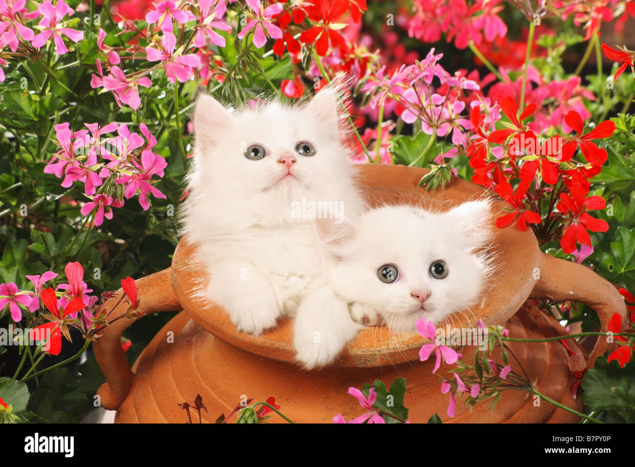 Two white hot sale kittens