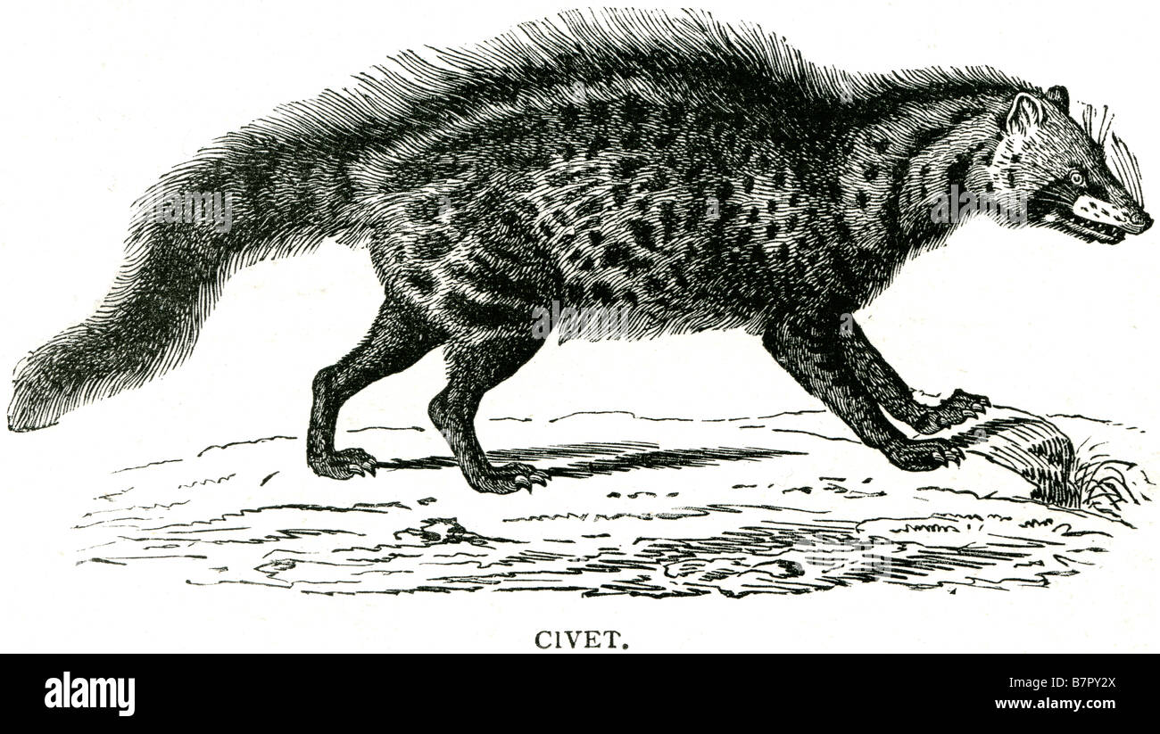 Civets are small, lithe-bodied, mostly arboreal mammals native to the tropics of Africa and Asia. Civet may also refer to the di Stock Photo