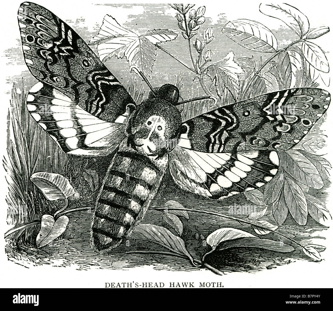 Death's Head Hawk Moth foliage Moth atropos styx lachesis Stock Photo