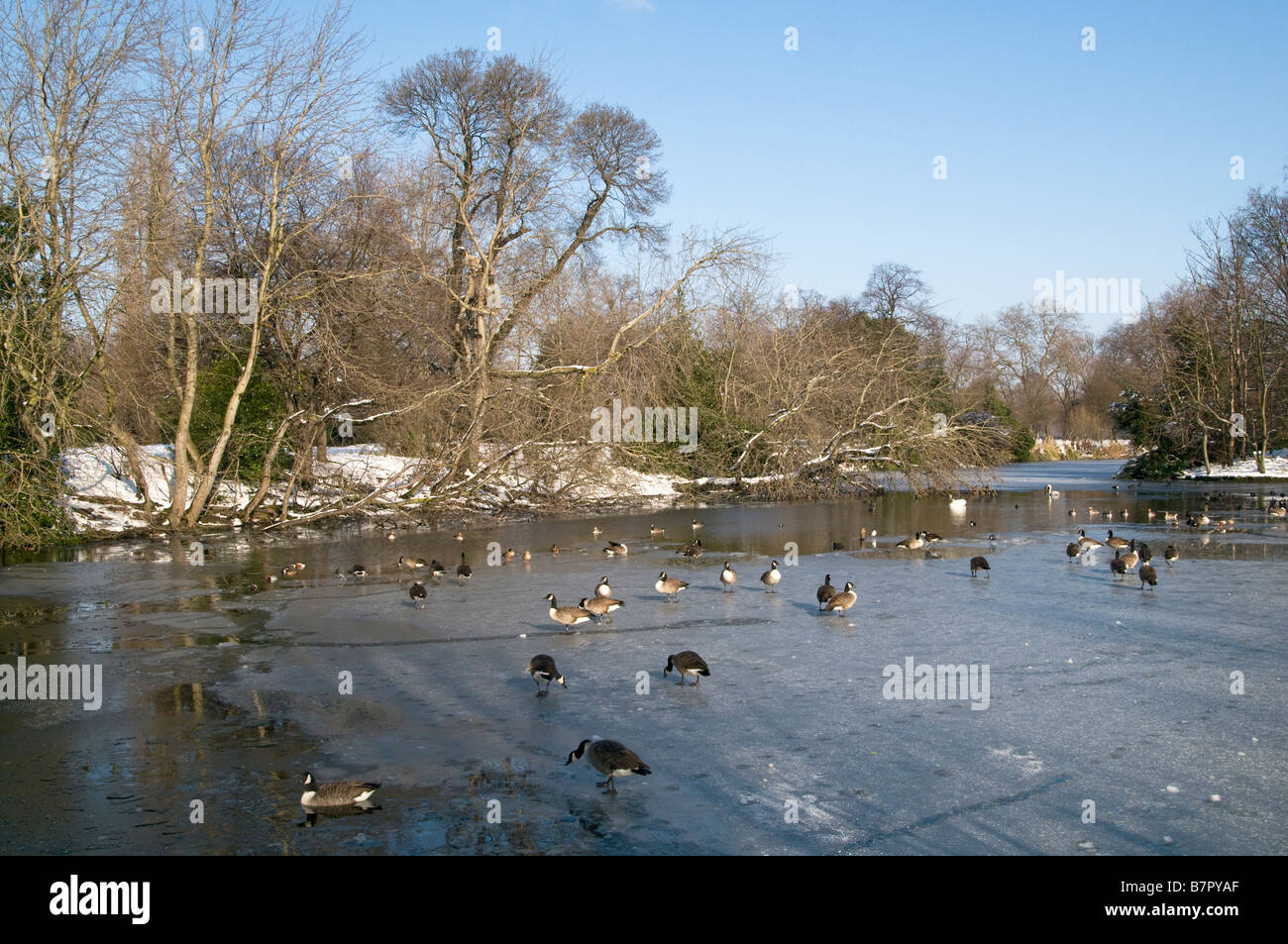 UK.Swans and ducks on lake covered in snow and ice in Victoria Park, London Photo Julio Etchart Stock Photo