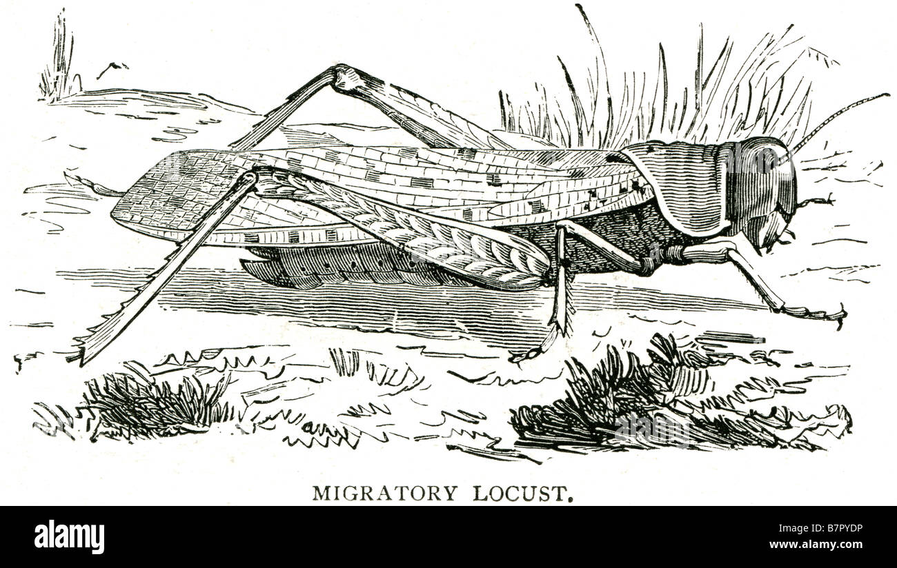 Migratory Locust Animalia Arthropoda Insecta Orthoptera Caelifera Acrididae Oedipodinae Locusta Stock Photo