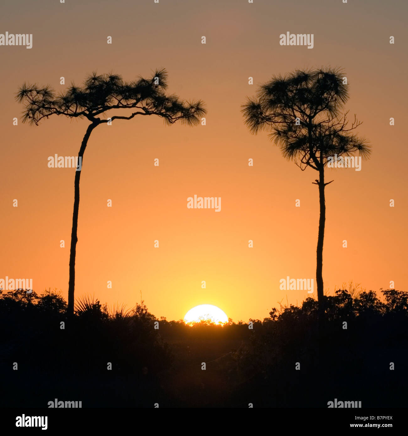 Sunset in the florida everglades Stock Photo