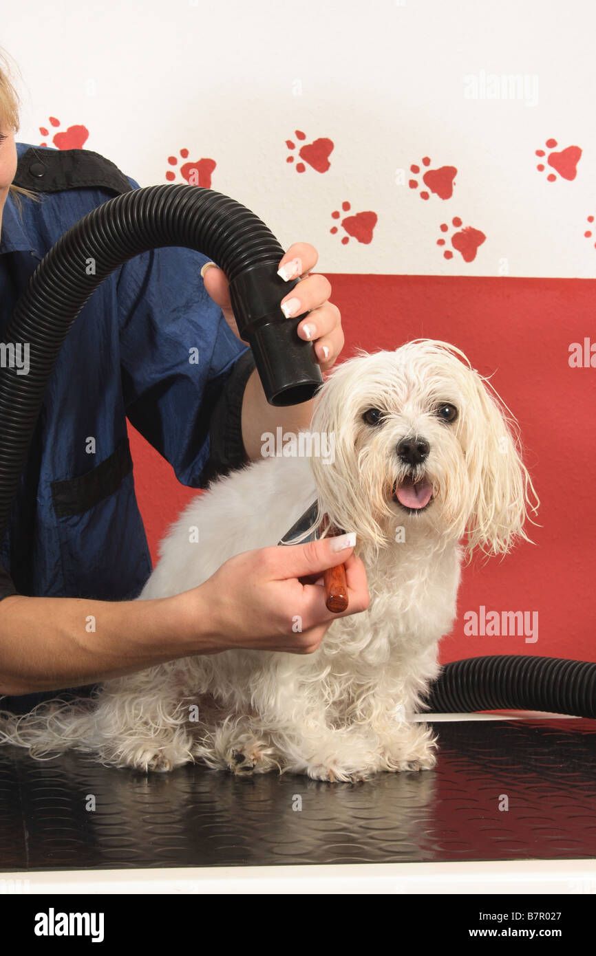 Can I Blow Dry My Dog