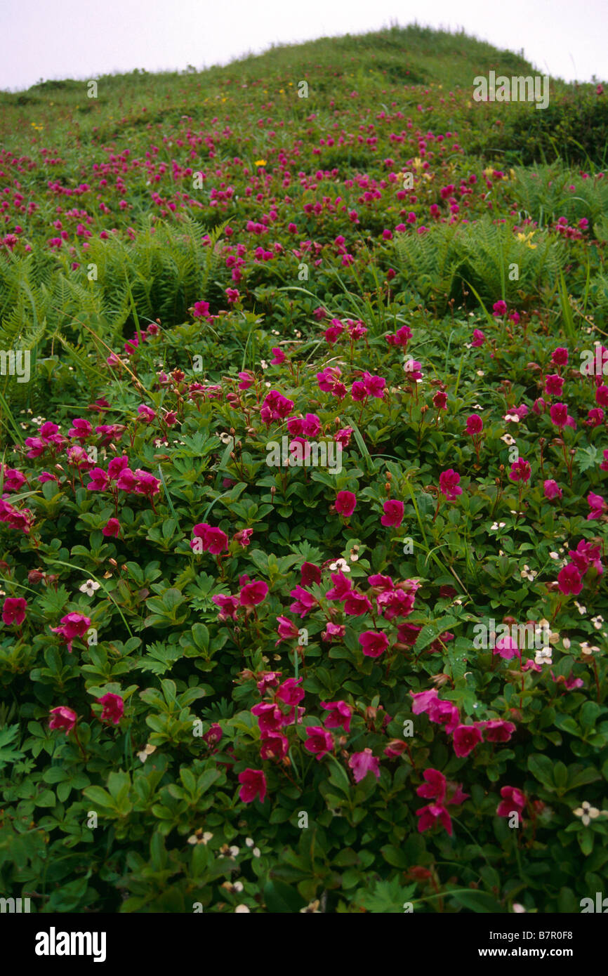 Mtn Rhododendrons & Dwarf Dogwood Wildflowers on alpine hillside Unalaska Southwest Alaska Summer Aleutians Stock Photo