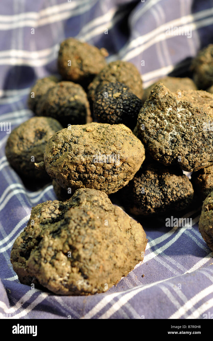Fresh black truffles in a traditional cloth for preserving the freshness of the truffle Stock Photo